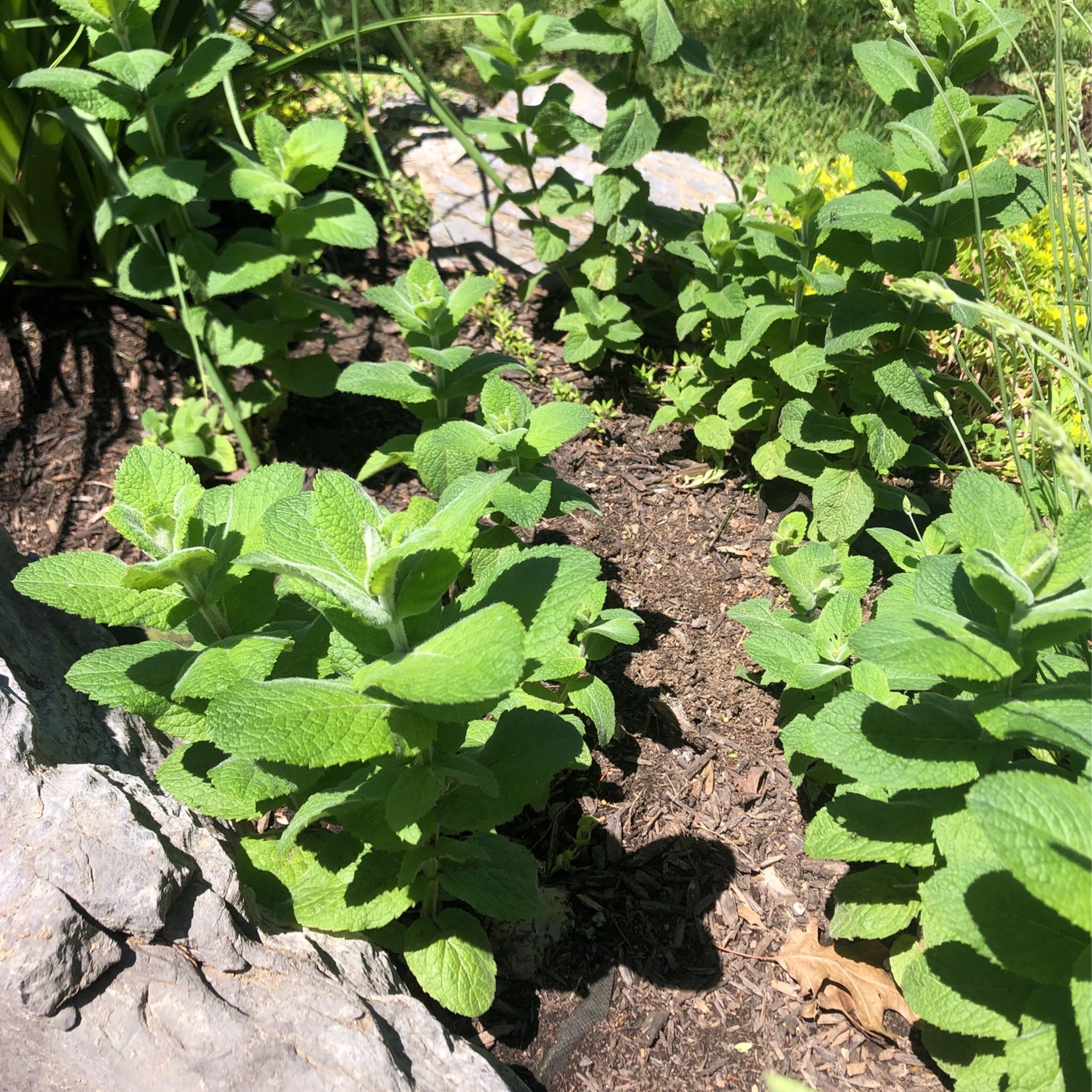 Mint Plants 