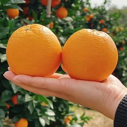 Navel &,Cara Cara Orange Trees $50.00  Each / Árboles De Naranja Navel & Cara