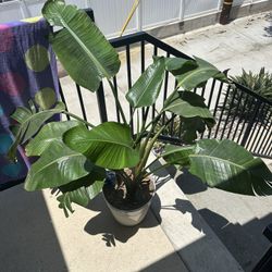 House Plant