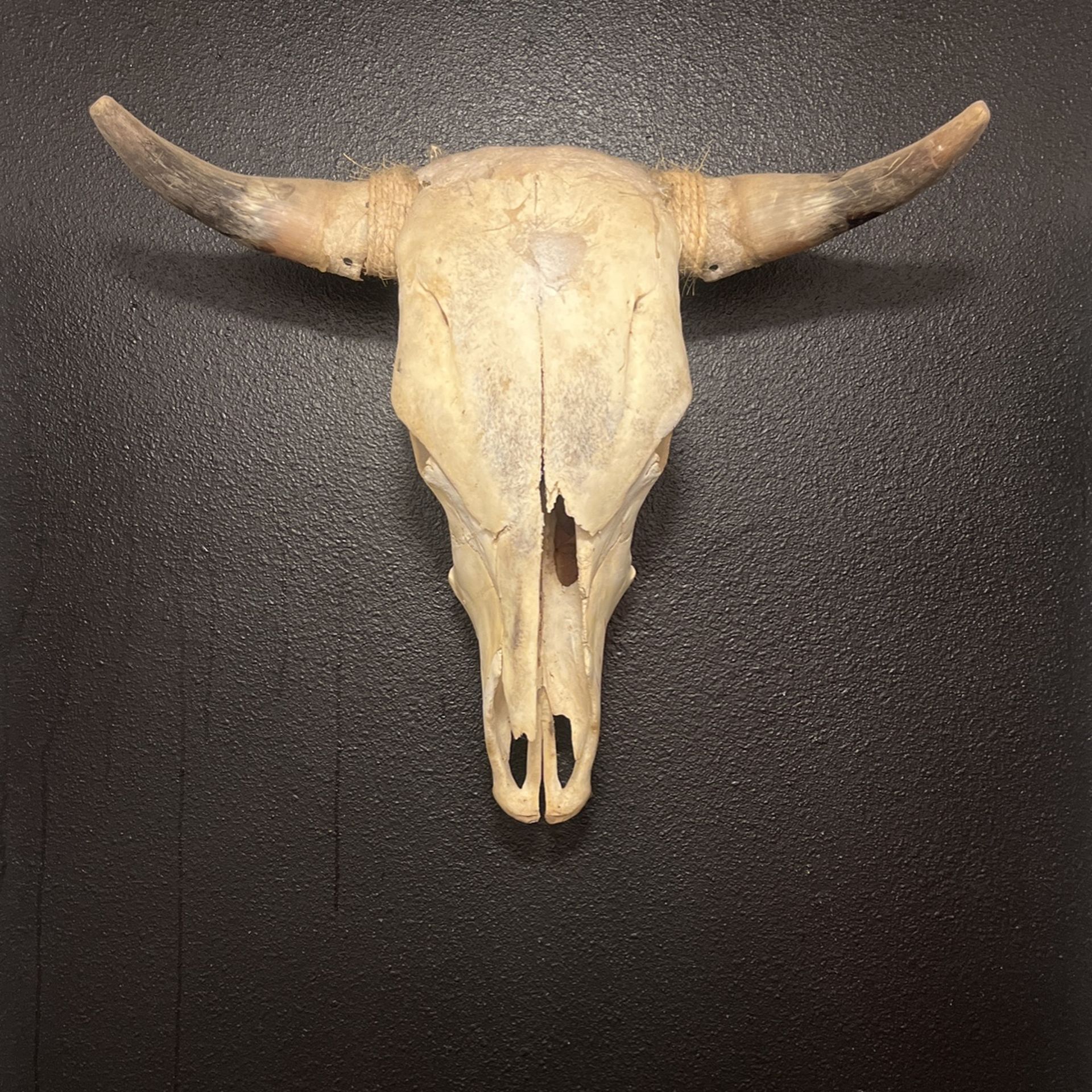 Real Bull head $80