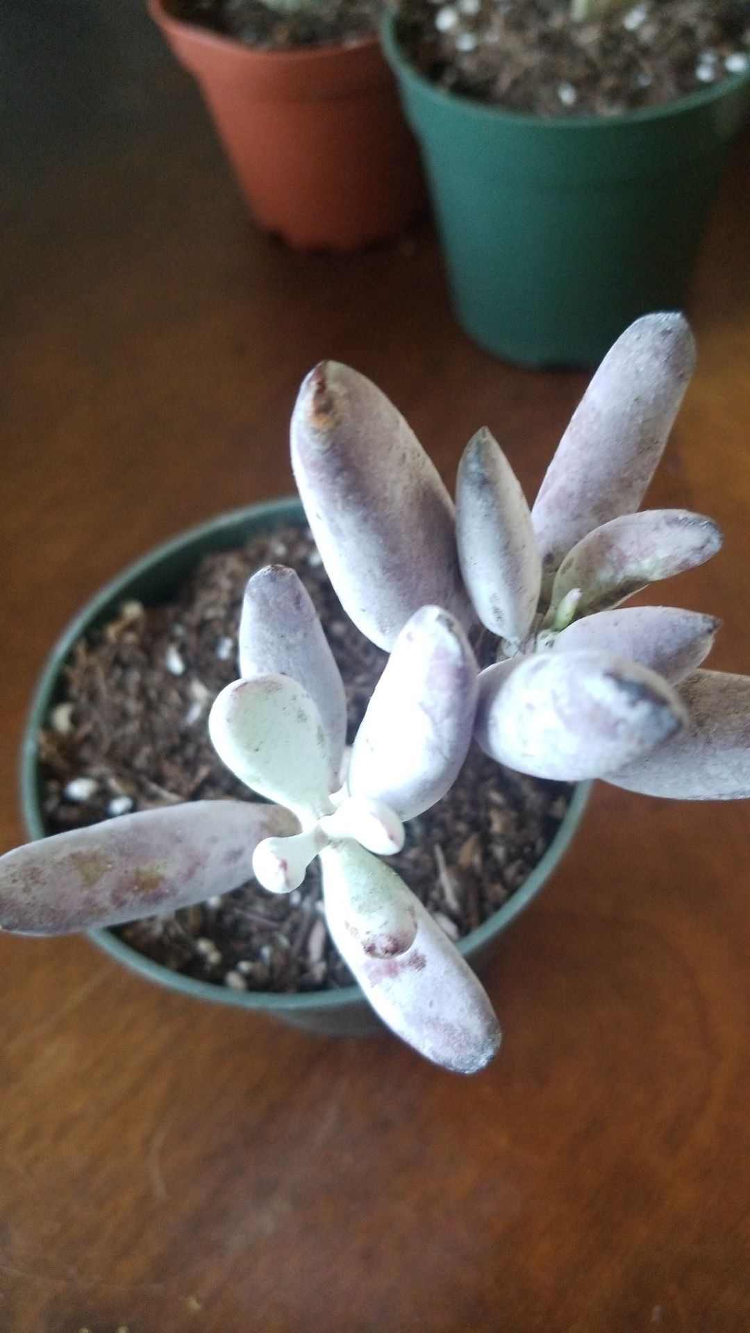 Rare Korean Cotyledon Succulent