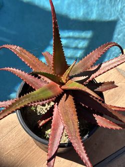 Rare red aloe