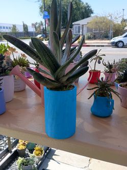 Plantita