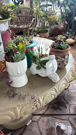 SUCCULENT CUTTING SMALL ARRANGEMENTS