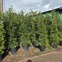 Indian Laurel Ficus