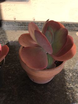 Catus $10each