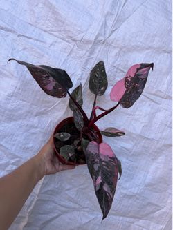 6” Philodendron pink princess marble galaxy