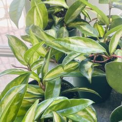 Hoya Krimson Princess Plant