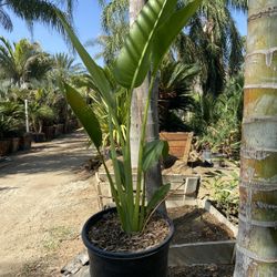 Travelers Palm