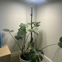 Very healthy potted Monstera - lots of new growth