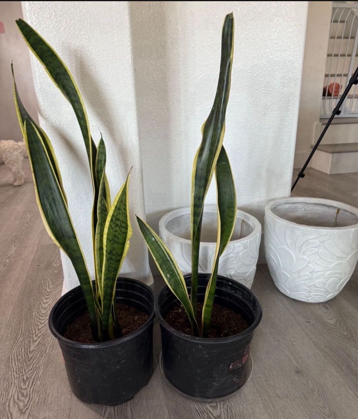 Healthy Snake Plant 28” Tall- SW Area 20$ Or 2 For 18$