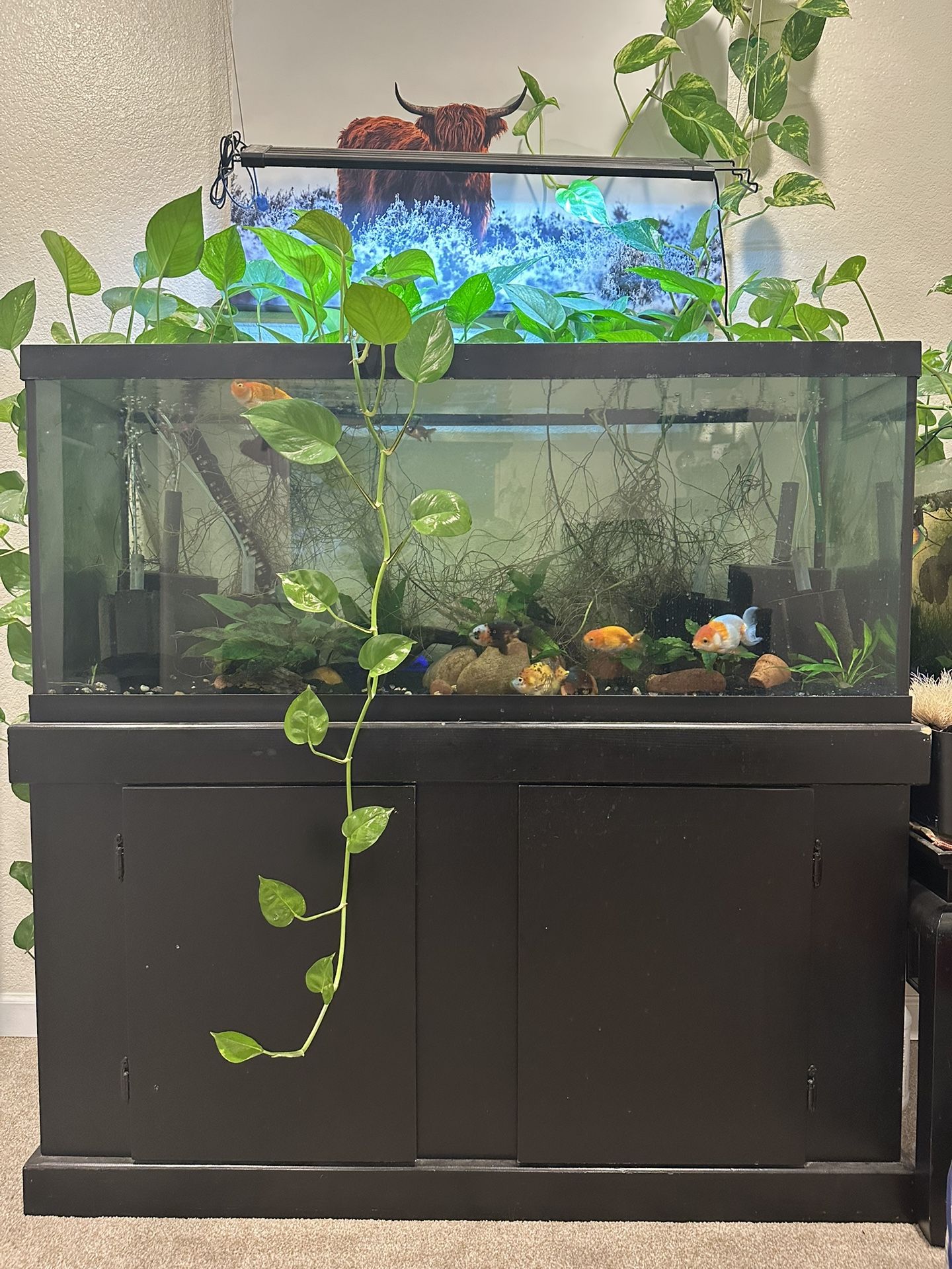 75 Gallon Fish tank 