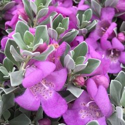 Cenizos 1gallon Flower Purple 