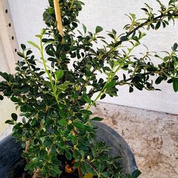 (83) Rockspray Plant 5gal 