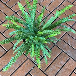 Lemon Butter Fern plant 