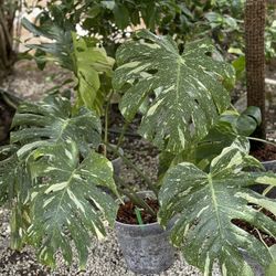 Thai Constellation Monstera