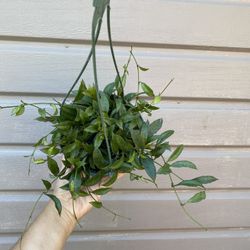 6” Hoya Lacunosa 