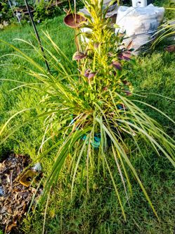 Plants