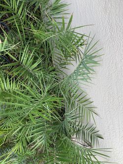 7 gallon Phoenix ‘Medjool’