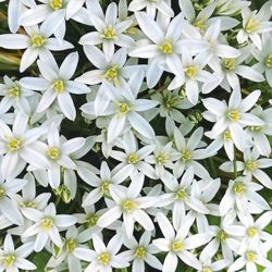 50 fresh bulbs- living plants of Star of Bethlehem (Ornithogalium umbellatum)