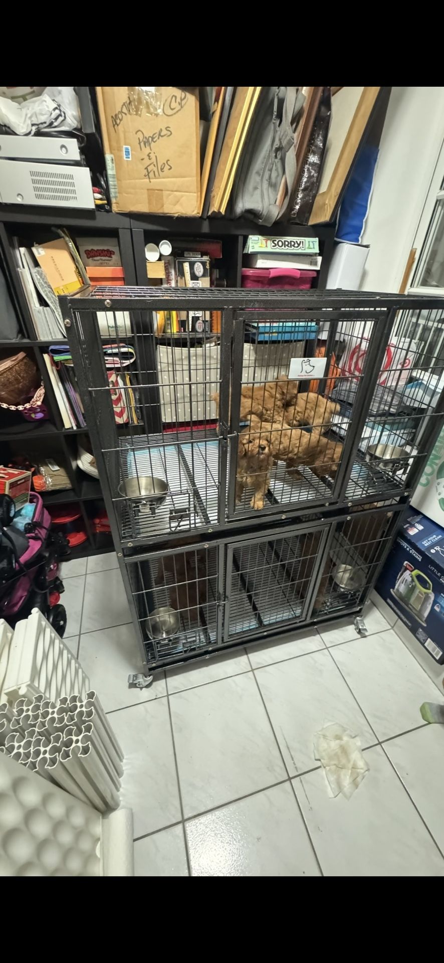 Jaula Para Goldendoodle Mini