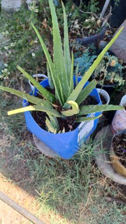 Plantade savila  en maceta $10