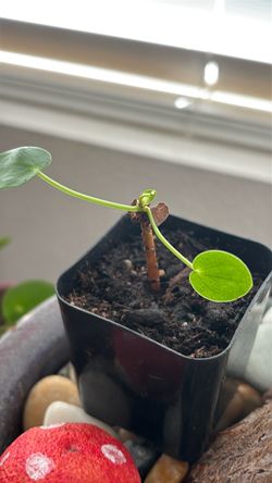 Free money plants - PENDING PICK UP