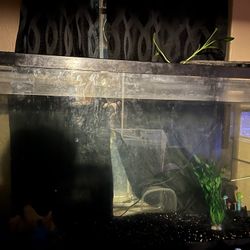 Selling My 55 Gallon Tank