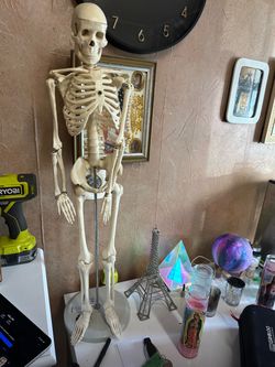 Skeleton