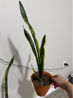 Snake plant #3