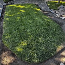 Saint Augustine Grass
