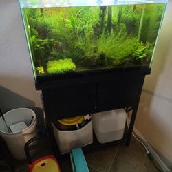 30-Gallon Fully Established Aquarium – Complete Setup (Fish Included!)
