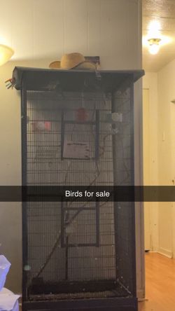 5ft bird cage