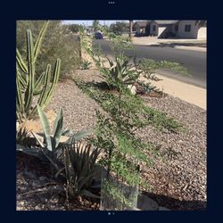 🌿. Moringa  Seeds.        Garden.   Plant   🌿