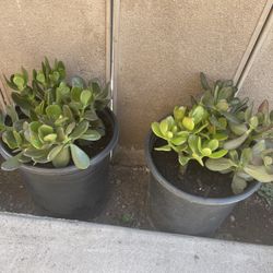 Succulent Plant 🪴 