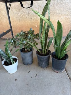 Snake plant