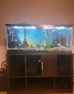 55 Gal Freshwater Aquarium
