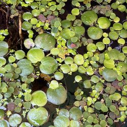 Root Floaters
