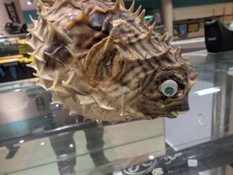 Vintage Dried Puffer Fish Taxidermy Nautical Curio Spiked Display Specimen