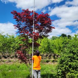Japanese Maple Multi Stem 