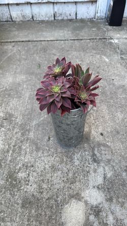 Potted succulent