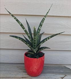 Snake plant starfish 🪴