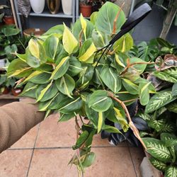 Philodendron brasil