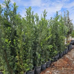 Podocarpus About 7 Feet Tall Instant Primary Hedge For Fence Green Full 20  Or More Qty