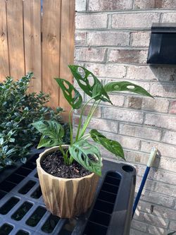 Monstera Adansonii Plant