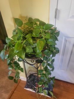 Air purifier plant