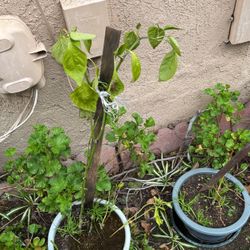 Pepper Plant In A Pot 