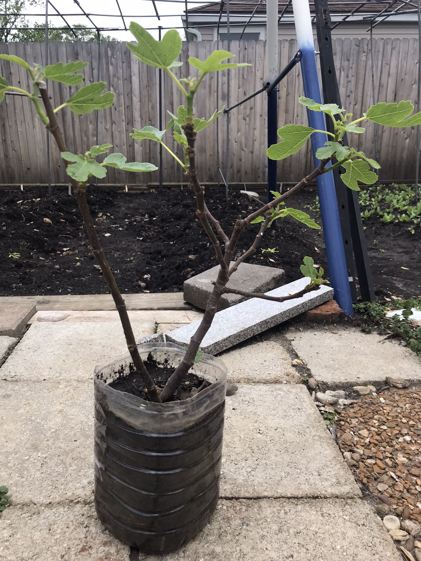 selling fig trees     $30