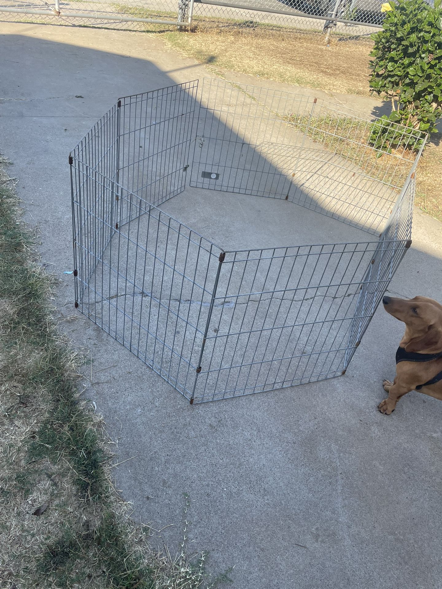 Dog Fence