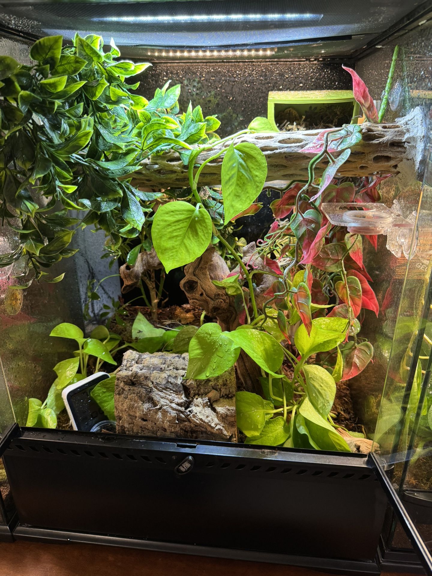 Crested Gecko Setup